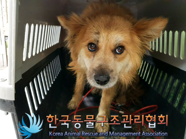 한국동물구조관리협회_441409202300499